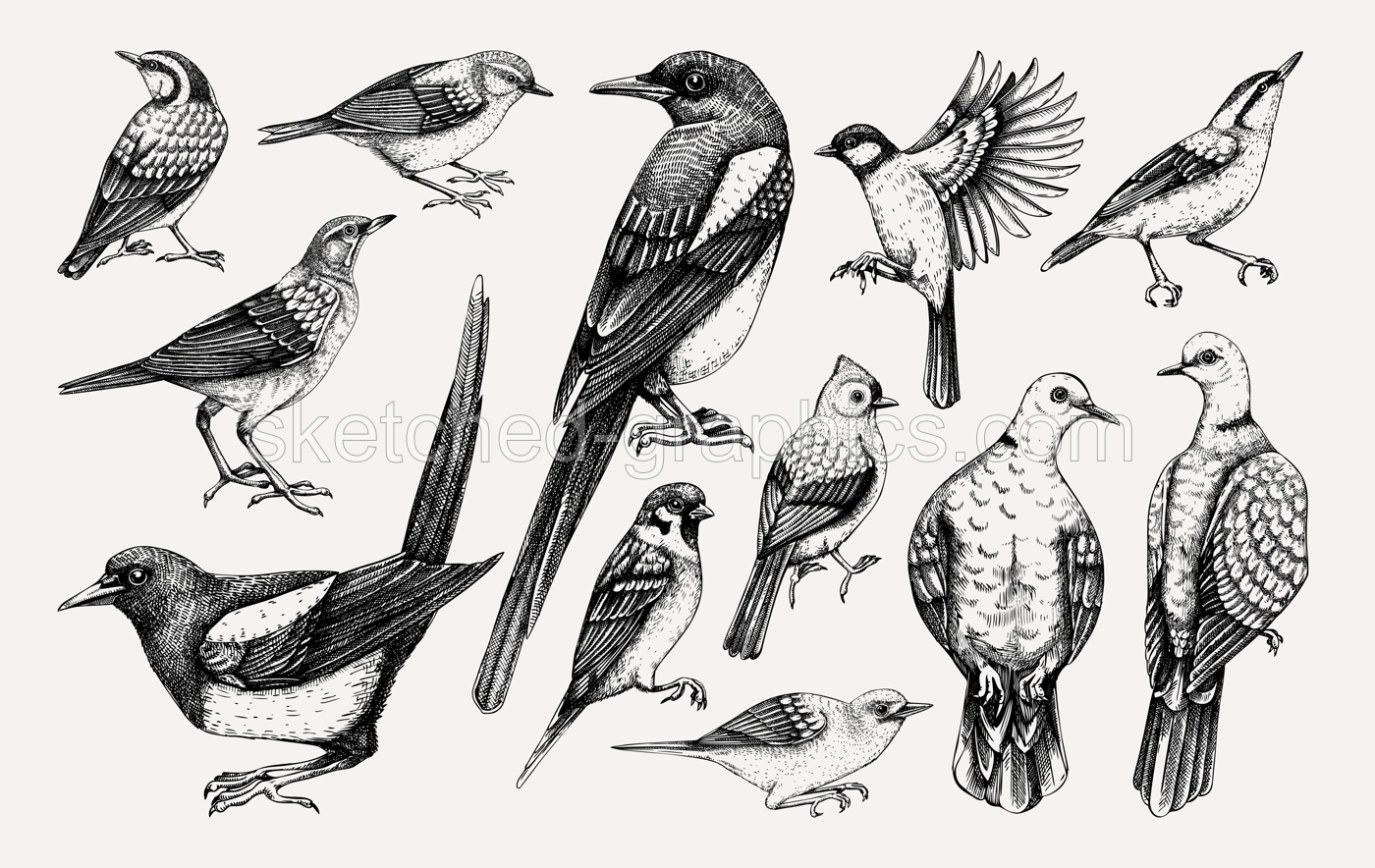 Vector collection of hand-drawn birds illustrations in engraved style. Popular backyard birds - magpie, dove, sparrow, great tit isolated on vinatge background. Detailed wildlife drawings set.  Illustration